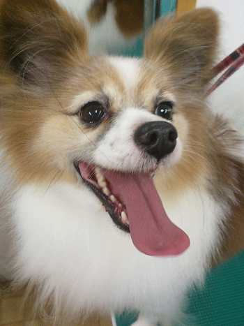 �p�s�����g���~���O�摜2