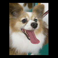 �g���~���O�摜�p�s����2