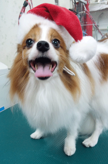 �p�s�����g���~���O�摜3