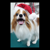 �g���~���O�摜�p�s����3