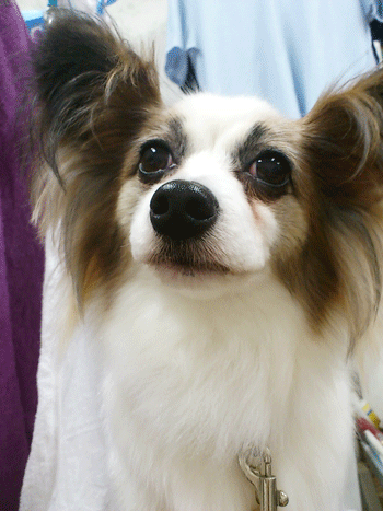 �p�s�����g���~���O�摜5