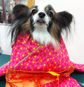 �p�s�����g���~���O�摜6