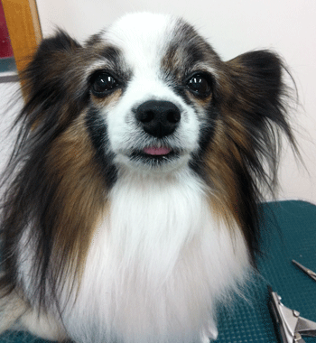 �p�s�����g���~���O�摜7