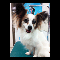 �g���~���O�摜�p�s����8