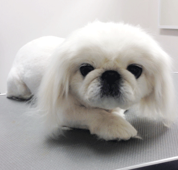 �y�L�j�[�Y�g���~���O�摜1