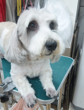 �v�`�o�Z�b�g�g���~���O�摜1