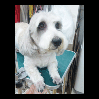 �g���~���O�摜�v�`�o�Z�b�g1