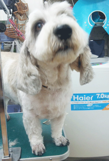 �v�`�o�Z�b�g�g���~���O�摜2