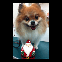 �g���~���O�摜�|�����j�A��1