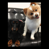 �g���~���O�摜�|�����j�A��11