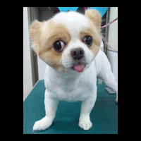 �g���~���O�摜�|�����j�A��4