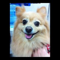 �g���~���O�摜�|�����j�A��8