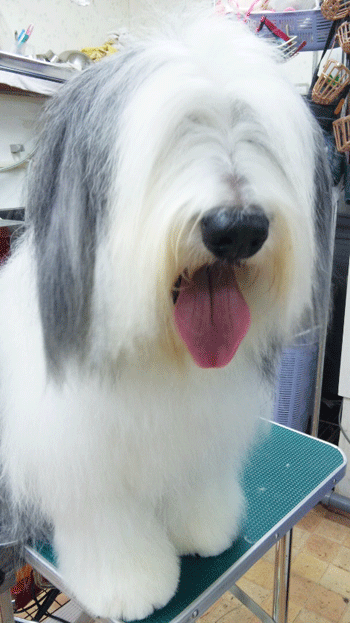 �|�[���b�V�����[�����h�V�[�v�h�b�O�g���~���O�摜1