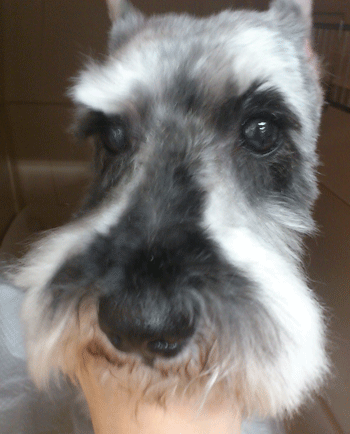 �~�j�`���A�V���i�E�U�[�g���~���O�摜2