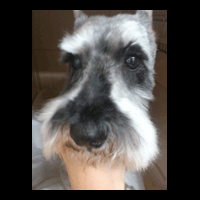 �g���~���O�摜�~�j�`���A�V���i�E�U�[2