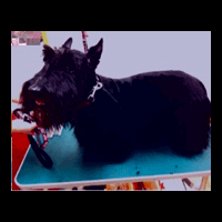 �g���~���O�摜�X�R�e�B�b�V���e���A1