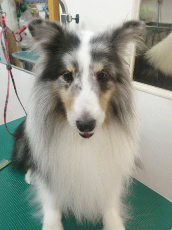 �V�F�b�g�����h�V�[�v�h�b�O�g���~���O�摜9