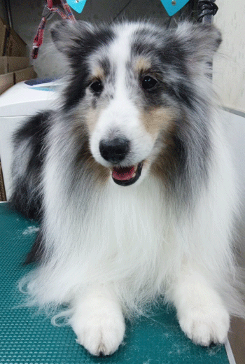 �V�F�b�g�����h�V�[�v�h�b�O�g���~���O�摜3