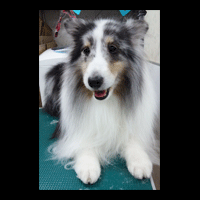 �g���~���O�摜�V�F�b�g�����h�V�[�v�h�b�O3