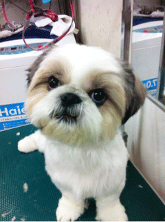 �V�[�Y�[�g���~���O�摜1