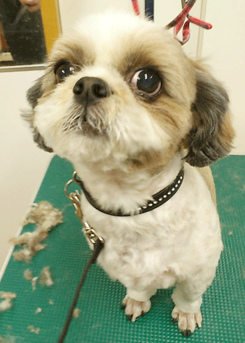 �V�[�Y�[�g���~���O�摜11