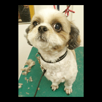 �g���~���O�摜�V�[�Y�[11