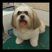 �g���~���O�摜�V�[�Y�[2