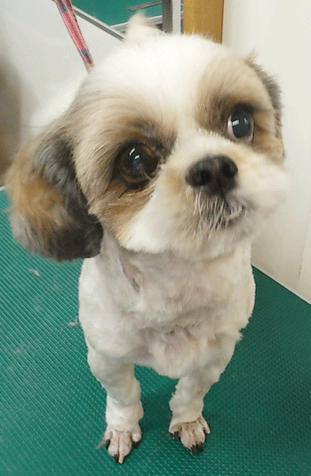 �V�[�Y�[�g���~���O�摜3