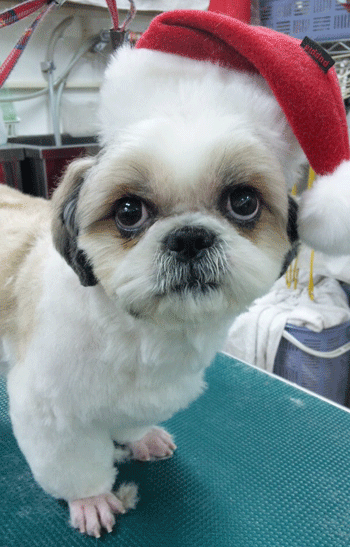 �V�[�Y�[�g���~���O�摜4