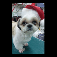 �g���~���O�摜�V�[�Y�[4