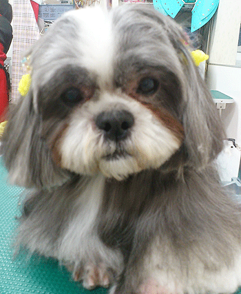 �V�[�Y�[�g���~���O�摜5