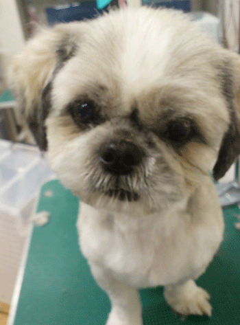 �V�[�Y�[�g���~���O�摜6