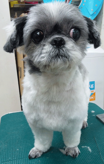 �V�[�Y�[�g���~���O�摜7