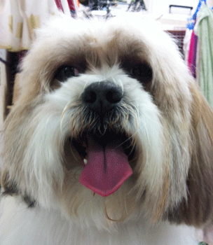 �V�[�Y�[�g���~���O�摜8