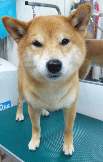 �Č��g���~���O�摜11