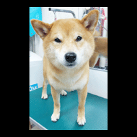 �g���~���O�摜�Č�11