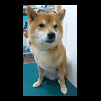 �g���~���O�摜�Č�2