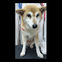 �g���~���O�摜�Č�4