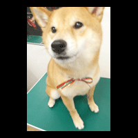 �g���~���O�摜�Č�8