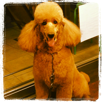 �X�^���_�[�h�v�[�h���g���~���O�摜1