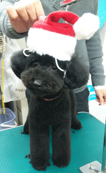 �g�C�v�[�h���g���~���O�摜1