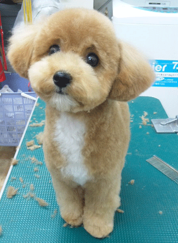 �g�C�v�[�h���g���~���O�摜10