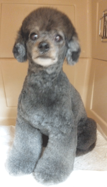 �g�C�v�[�h���g���~���O�摜11