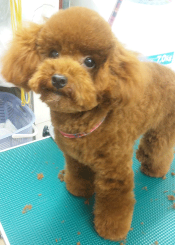 �g�C�v�[�h���g���~���O�摜12