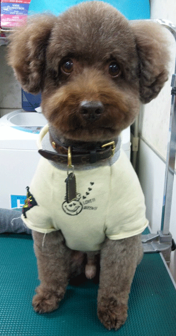 �g�C�v�[�h���g���~���O�摜13