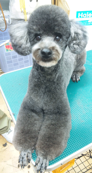 �g�C�v�[�h���g���~���O�摜14