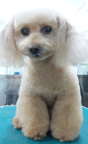 �g�C�v�[�h���g���~���O�摜15