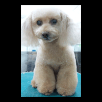 �g���~���O�摜�g�C�v�[�h��15