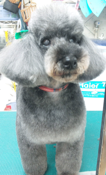 �g�C�v�[�h���g���~���O�摜16