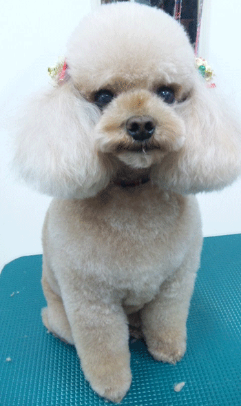 �g�C�v�[�h���g���~���O�摜17